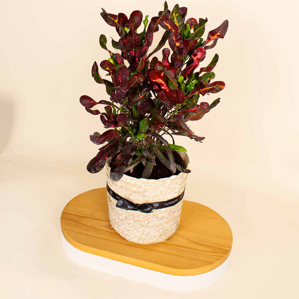 product-image-12677