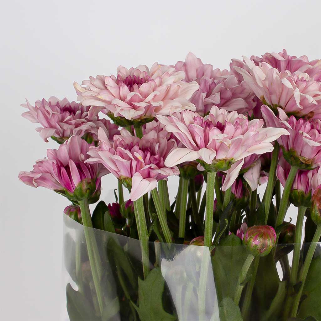 product-image-11436