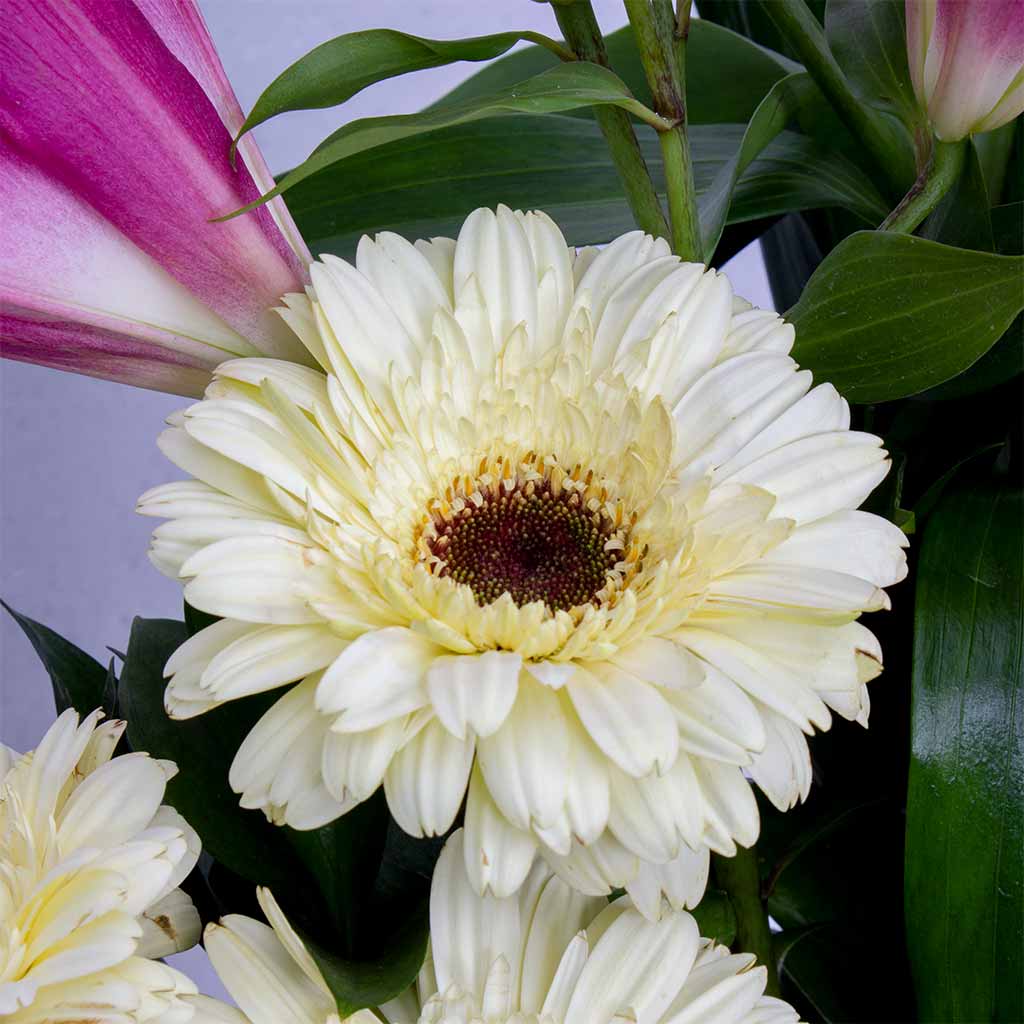 product-image-11842