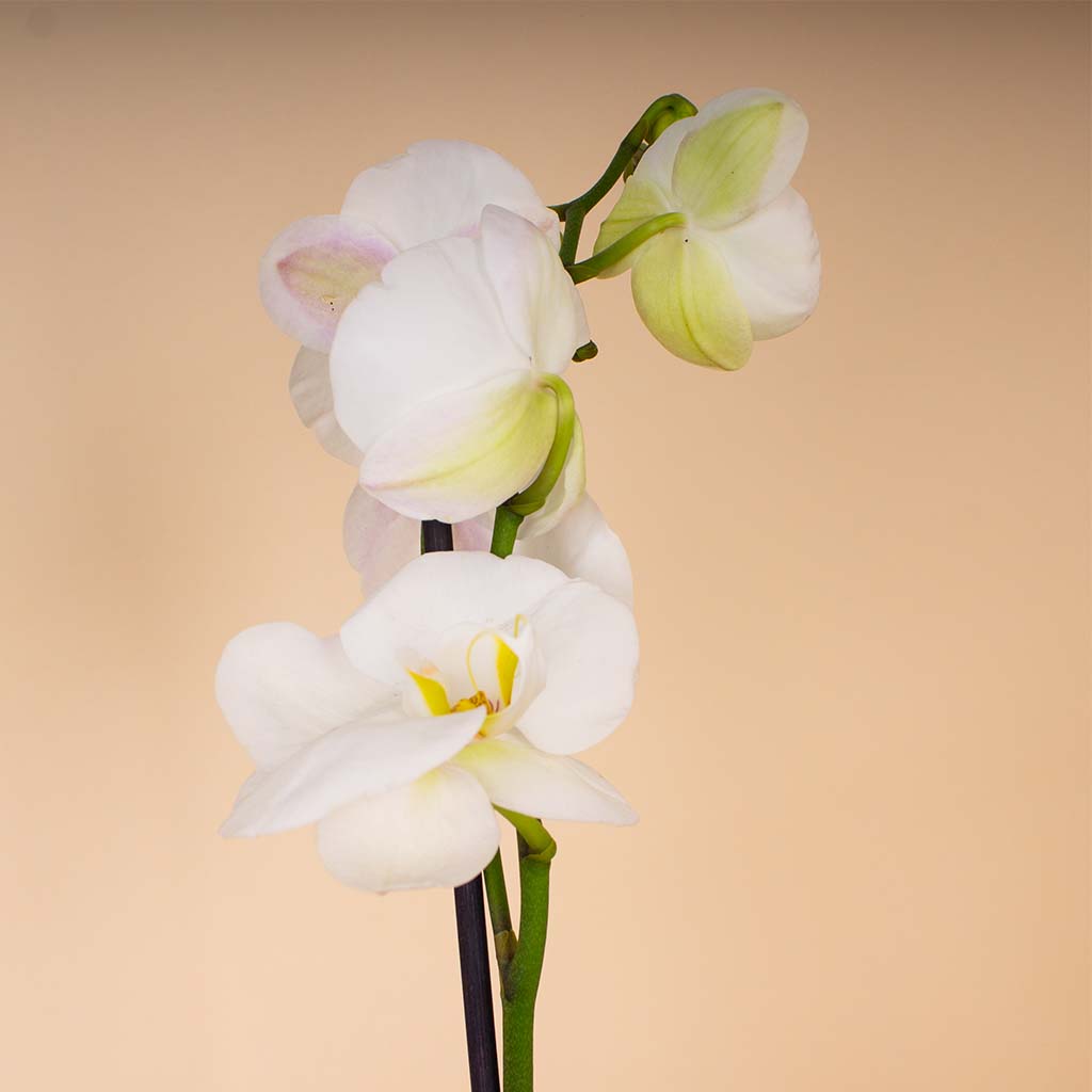 product-image-14343