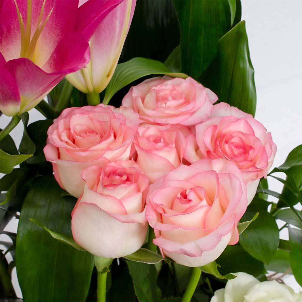 product-image-11842