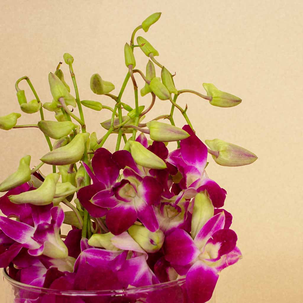 product-image-13529