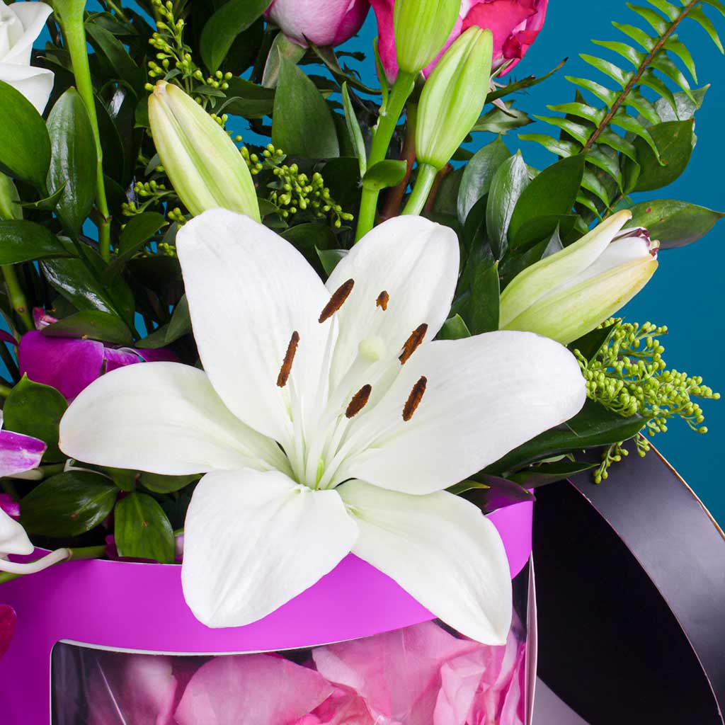 product-image-11529