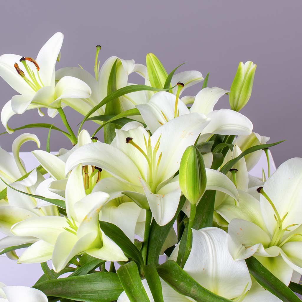 product-image-50