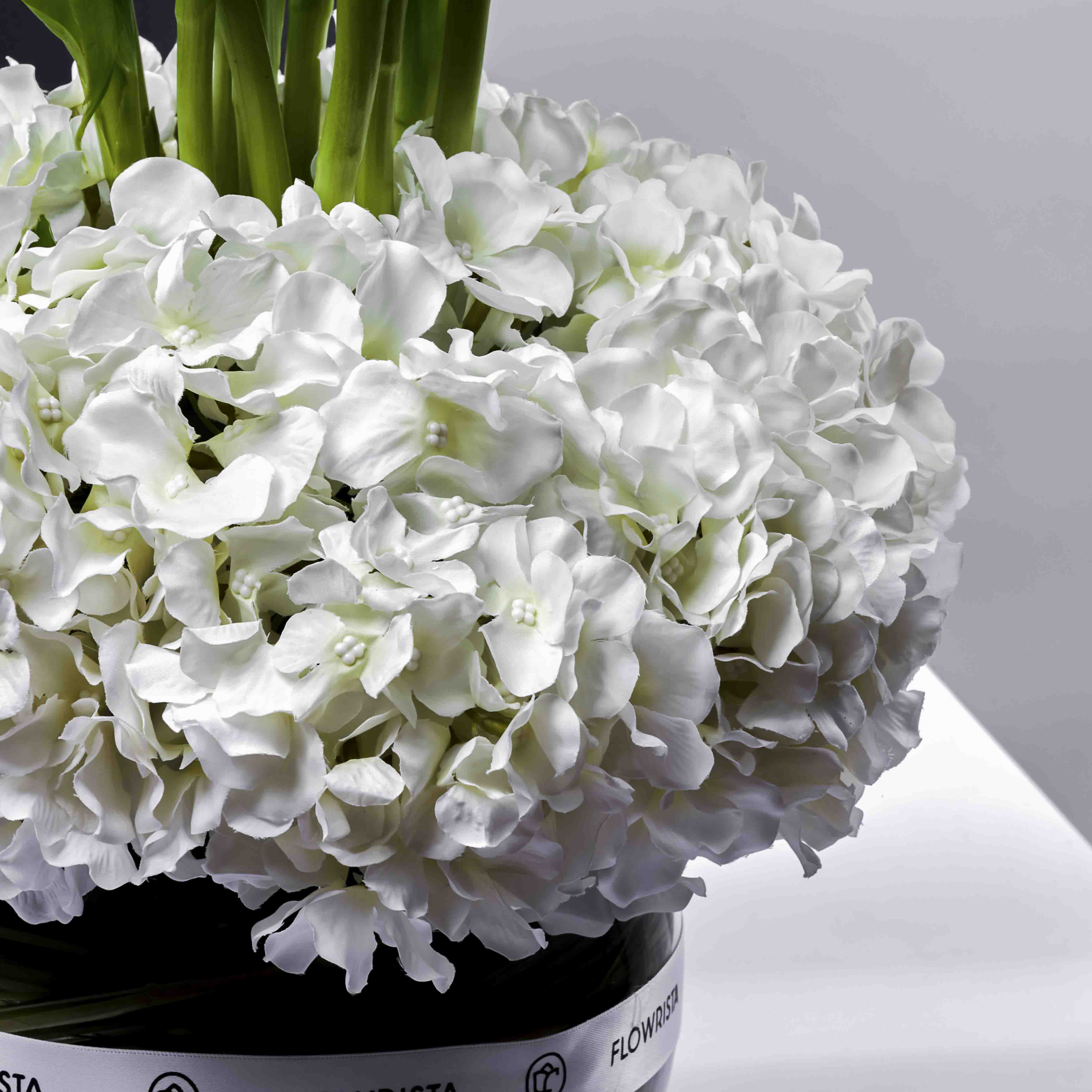 Hydrangea