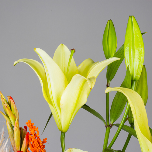product-image-263