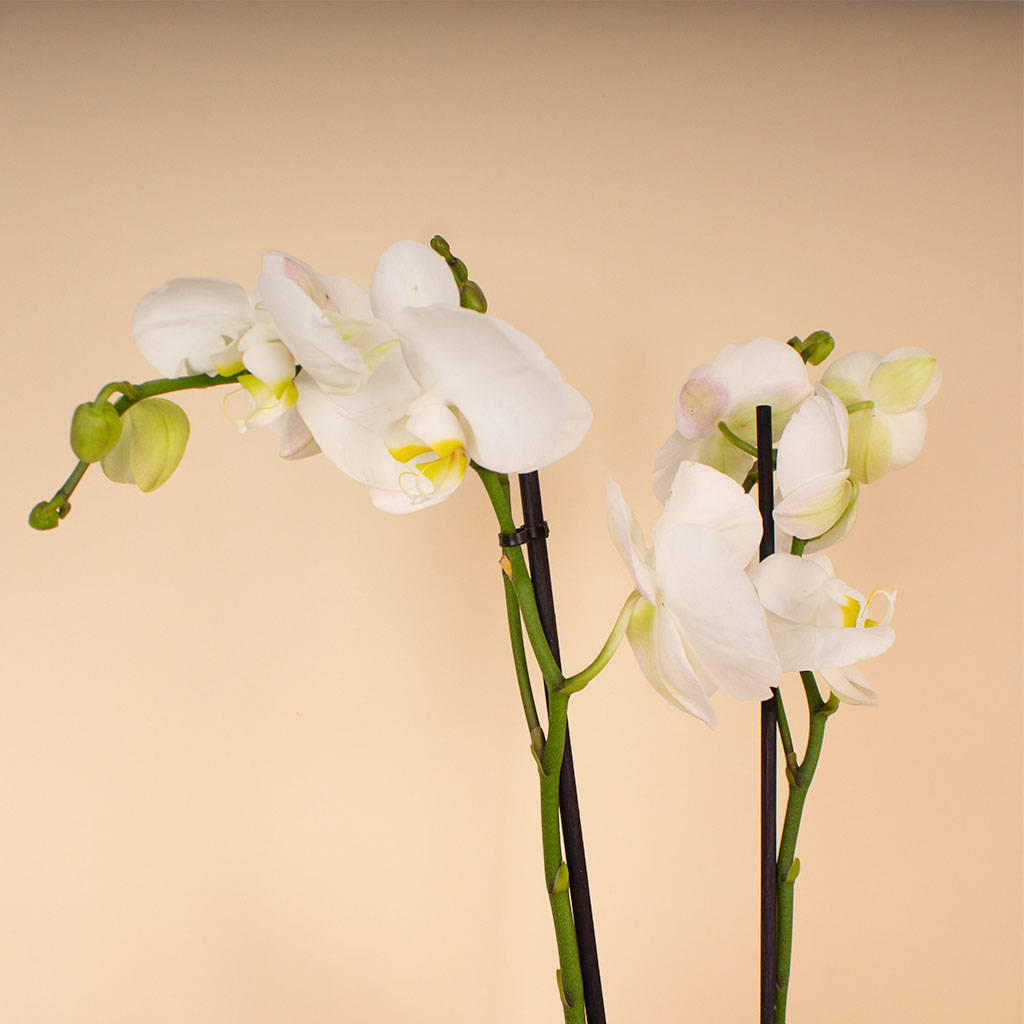 product-image-14343