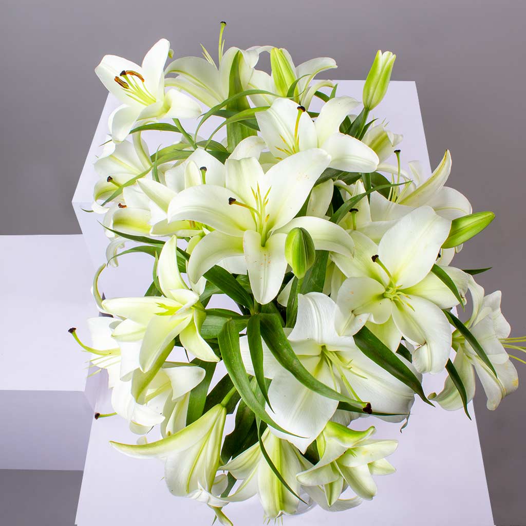 product-image-50