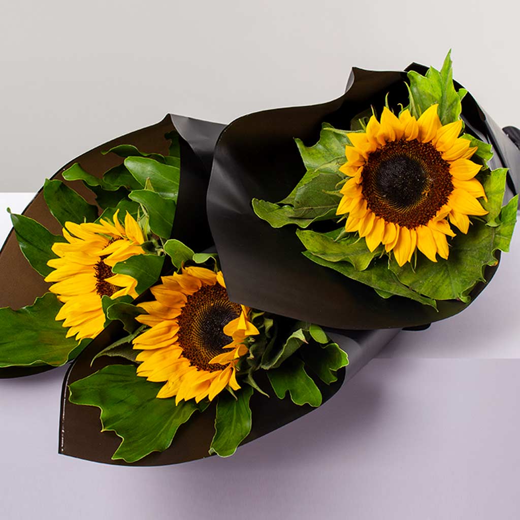 product-image-501