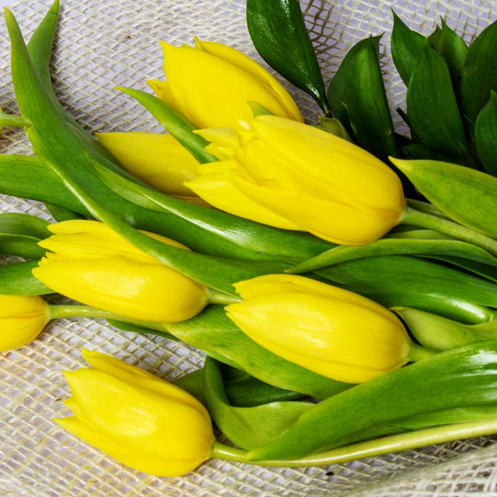 product-image-456