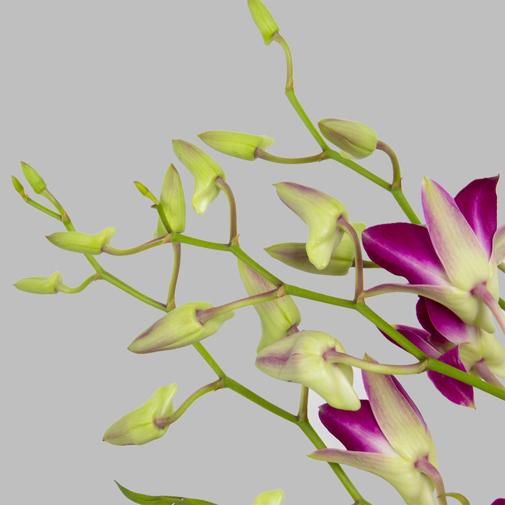 product-image-11638