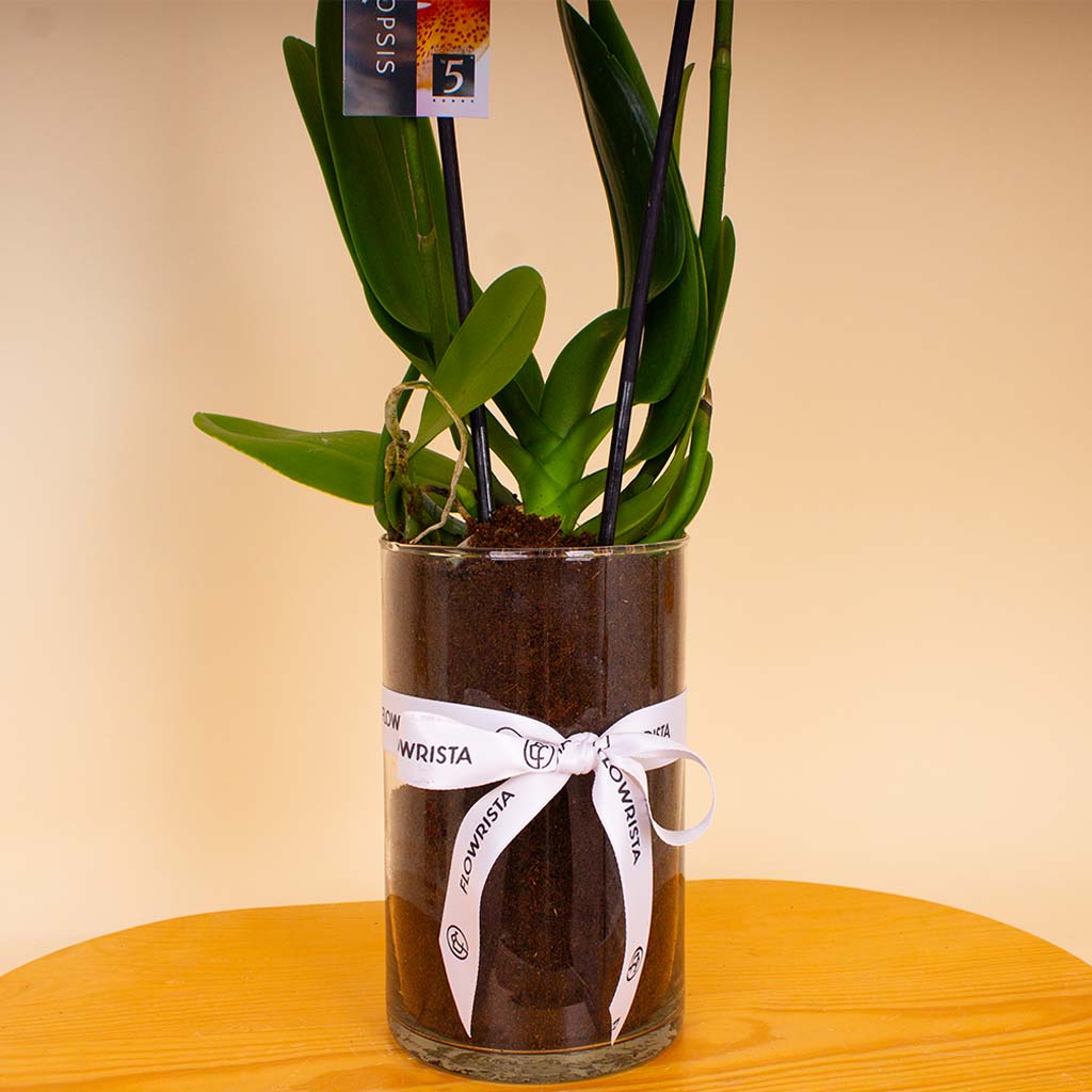 product-image-14343
