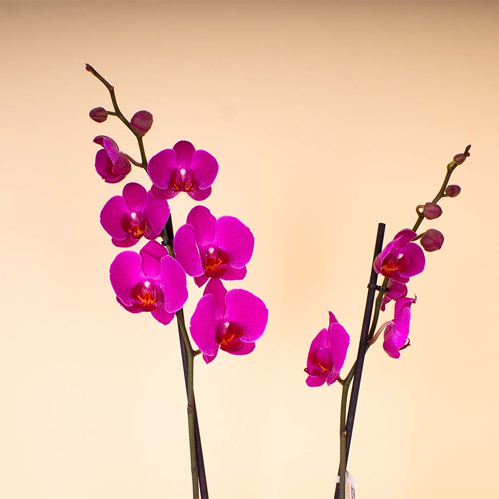 product-image-14345