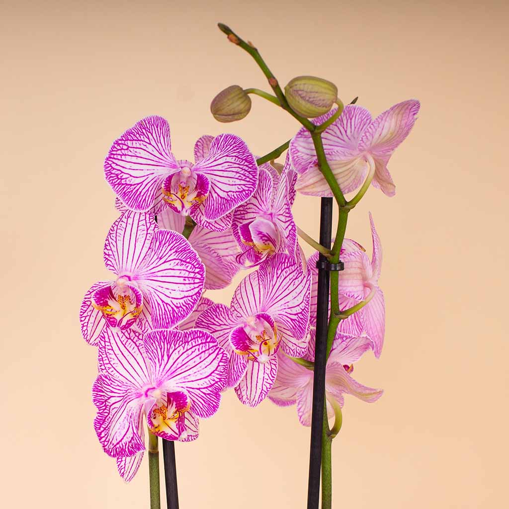 product-image-14344