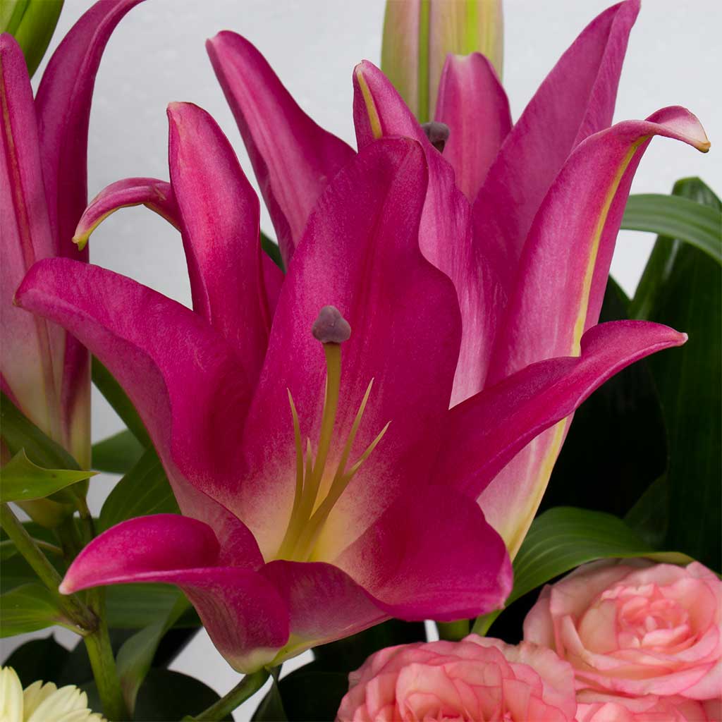 product-image-11842