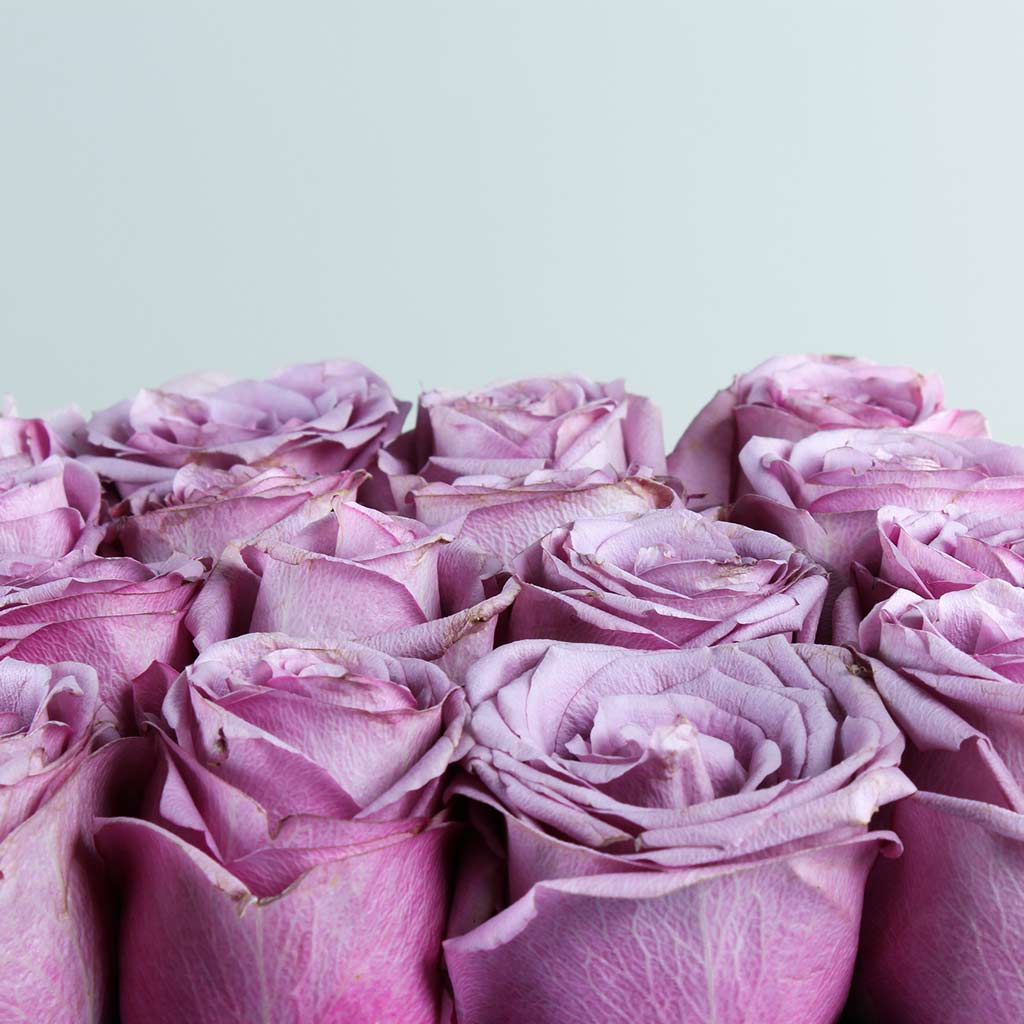 Box of Purple Roses 