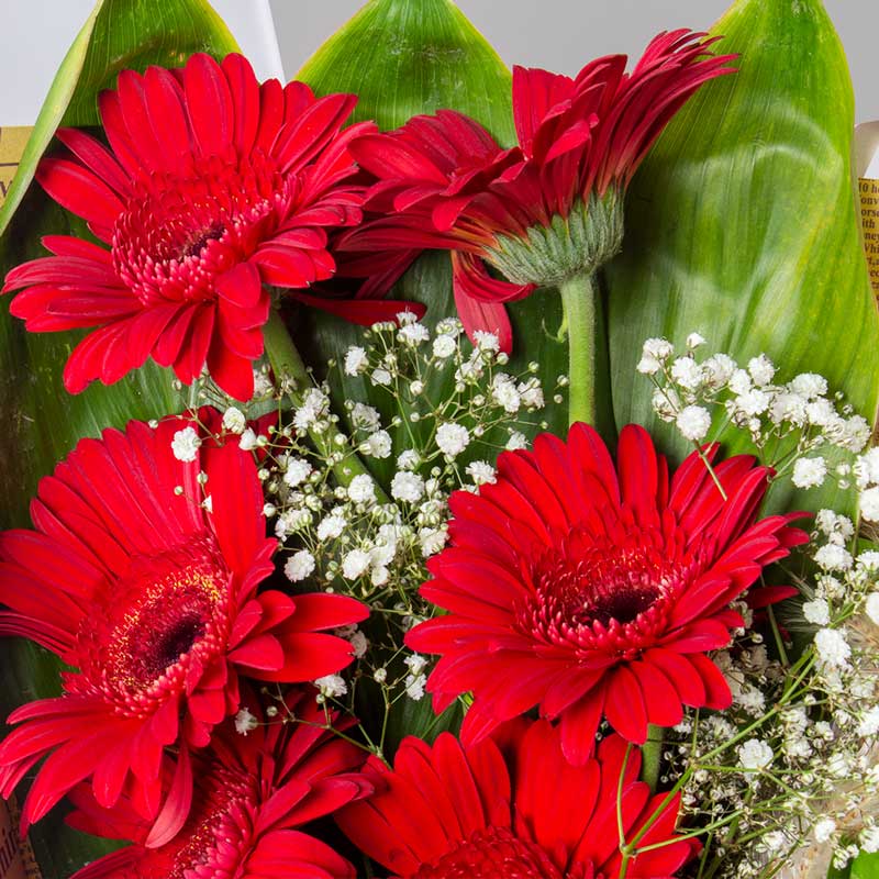 product-image-10911