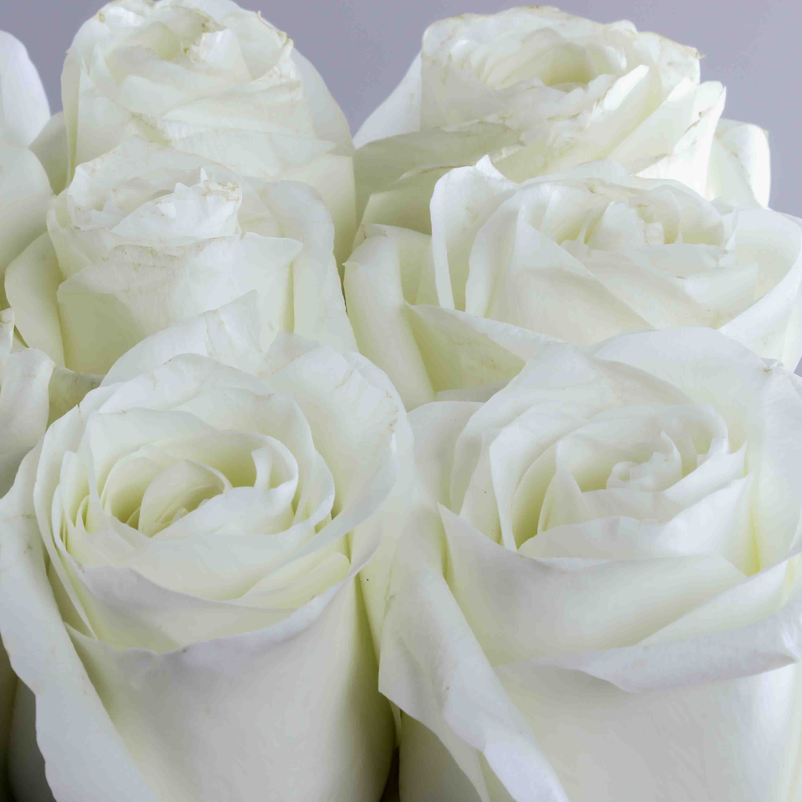 White roses box