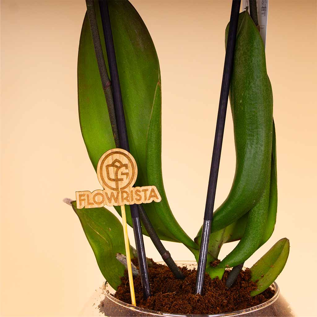 product-image-14344
