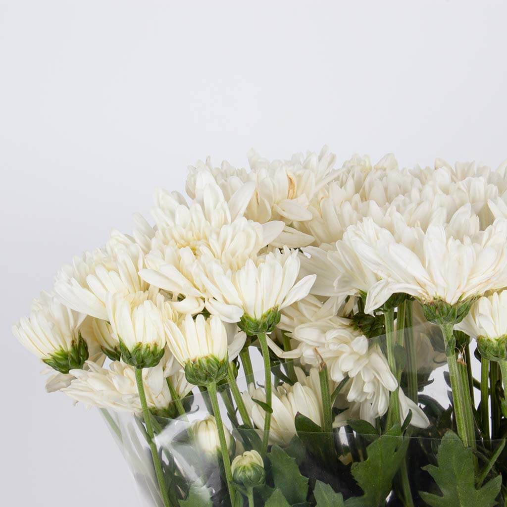 product-image-11435