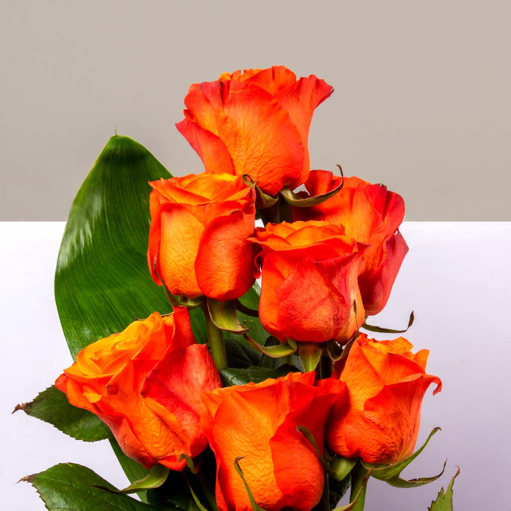 Pretty Orange