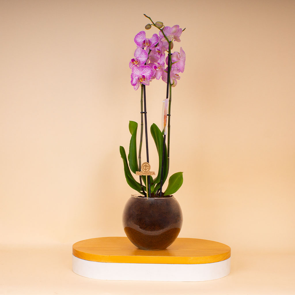 product-image-14344